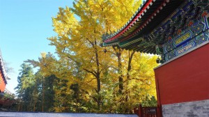 香山最靓秋景高清桌面壁纸