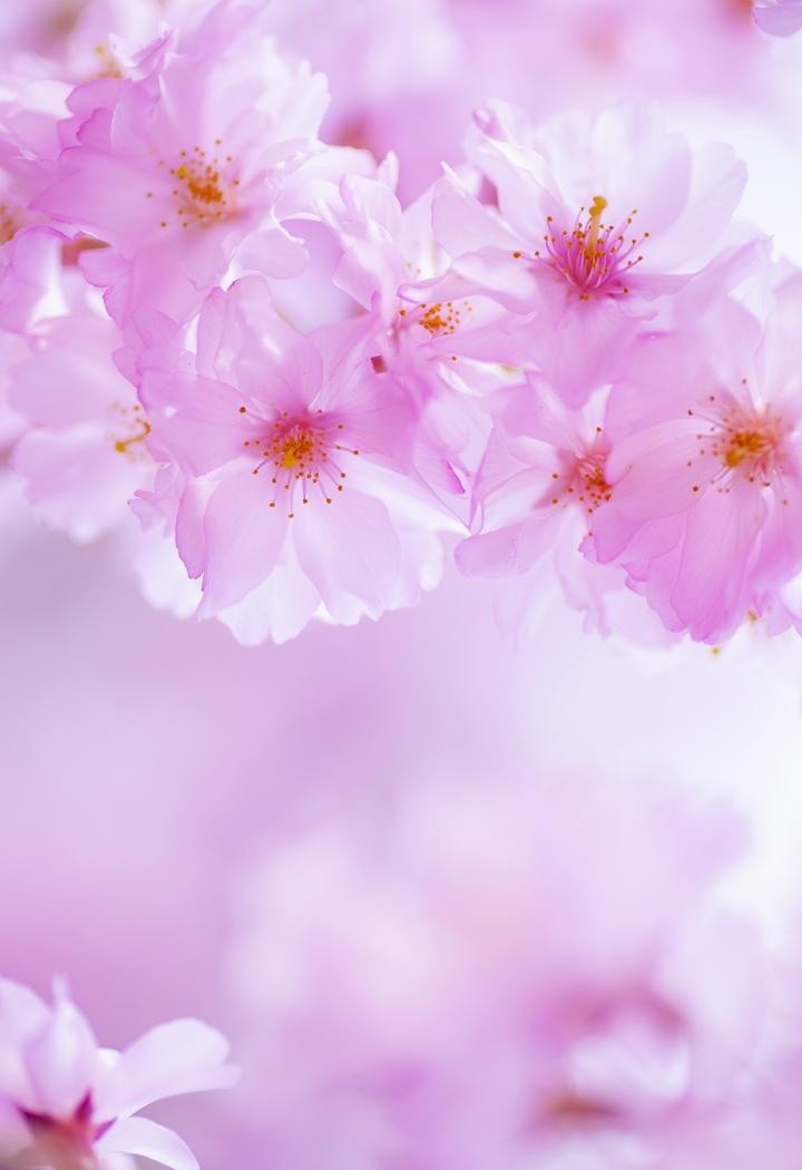 美不胜收的樱花手机壁纸图片