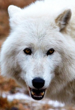 龇牙咧嘴的野生狼动物图片