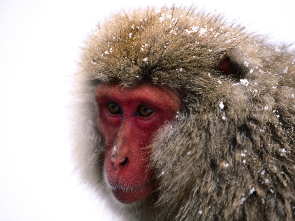 野生动物猴子高清摄影图片