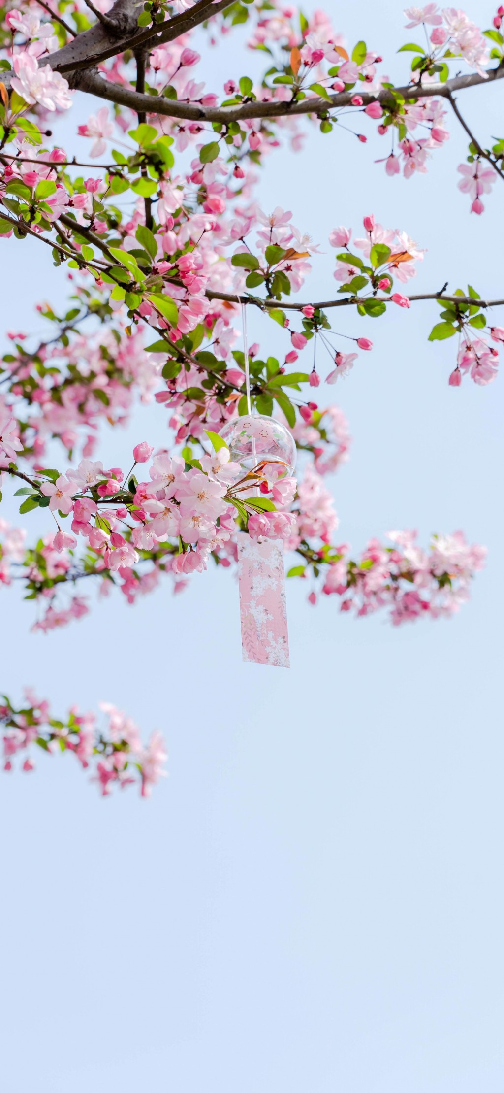 春天鲜花盛开风景手机壁纸