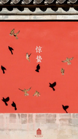 惊蛰时节故宫红墙上的麻雀