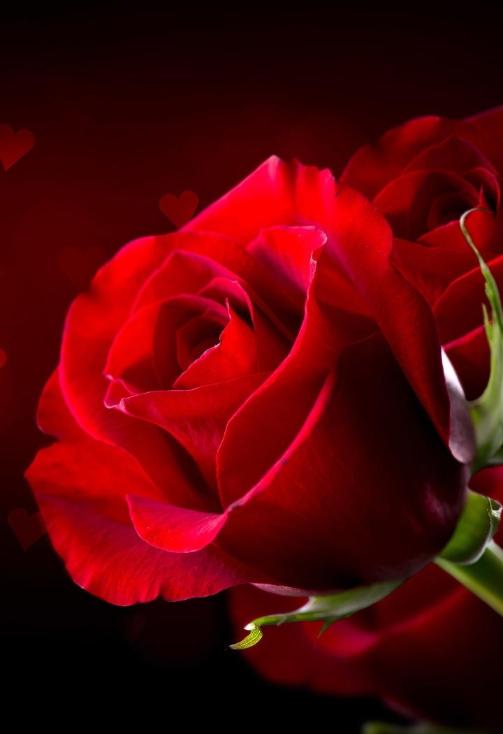 平凡无奇的红玫瑰花图片