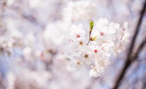樱花时节高清图片
