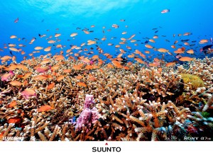 水下微距摄影：珊瑚的世界