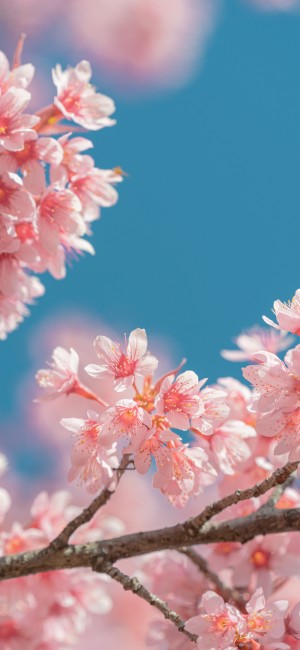 春暖花开樱花盛开手机壁纸