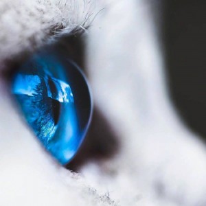 猫咪蓝色的眼睛