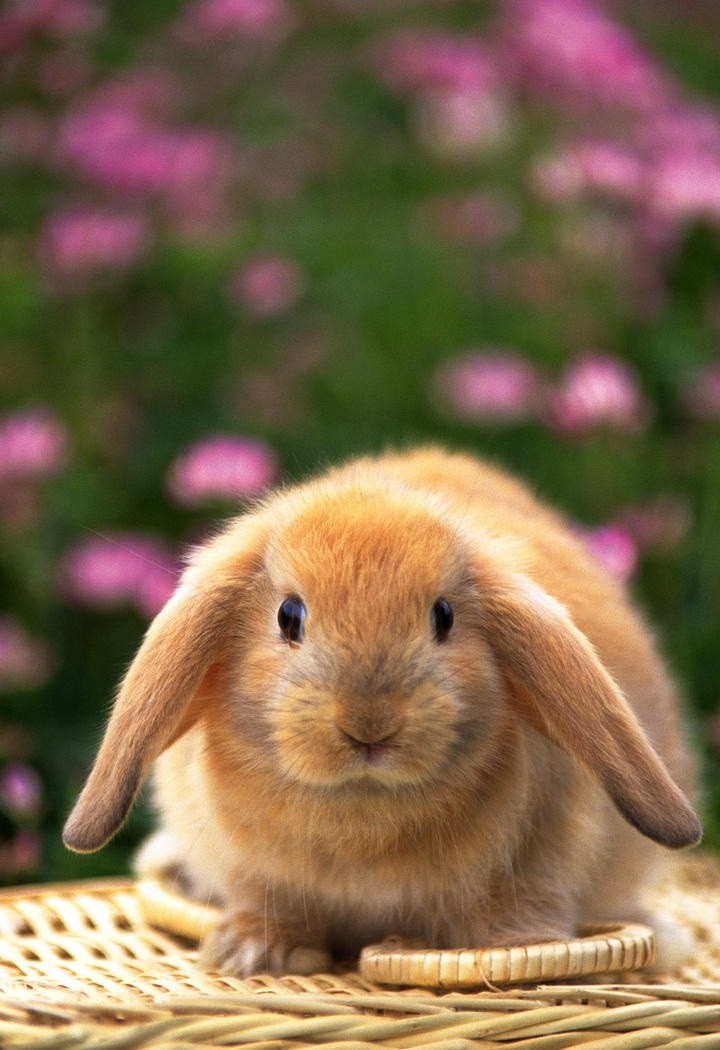 高清可爱小兔子特写图片