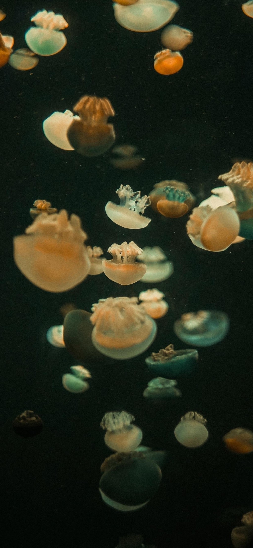 海洋生物水母唯美手机壁纸