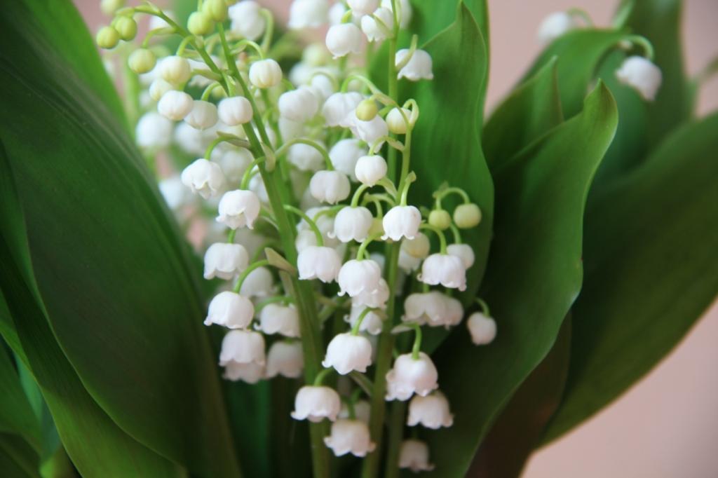 白色铃兰花 花束 图片