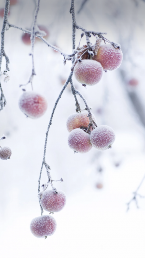 霜降之结霜的柿子