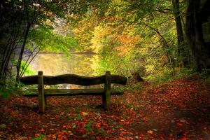 湖,秋季,树木,椅子,落叶,自然风景图片