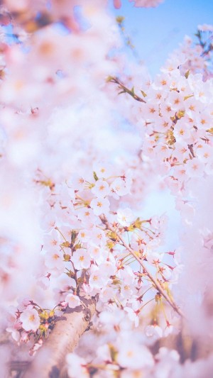 三月赏樱花季