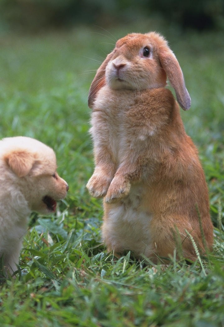 惊讶的小兔子图片