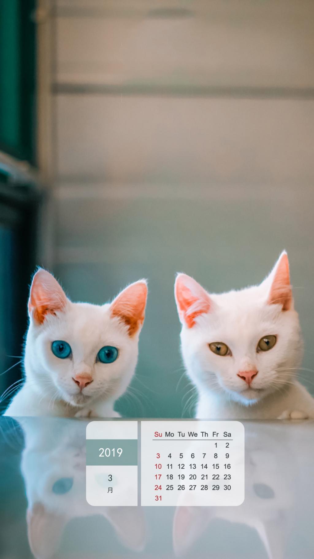 2019年3月萌宠可爱猫咪日历手机壁纸