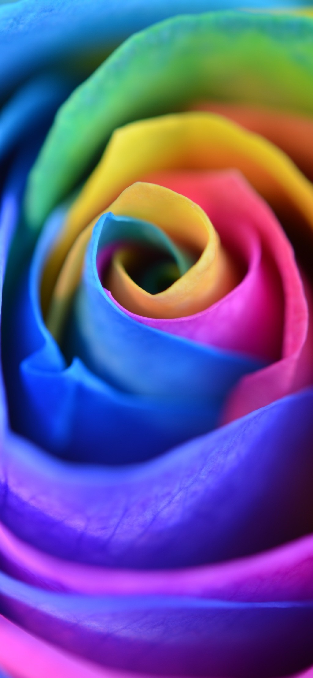 彩虹玫瑰主题唯美手机壁纸