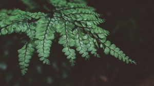 绿色植物的叶子养眼背景图片壁纸