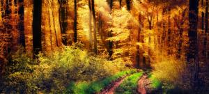 自然森林,黄色的太阳,秋天,树木,草,小路,6K风景壁纸