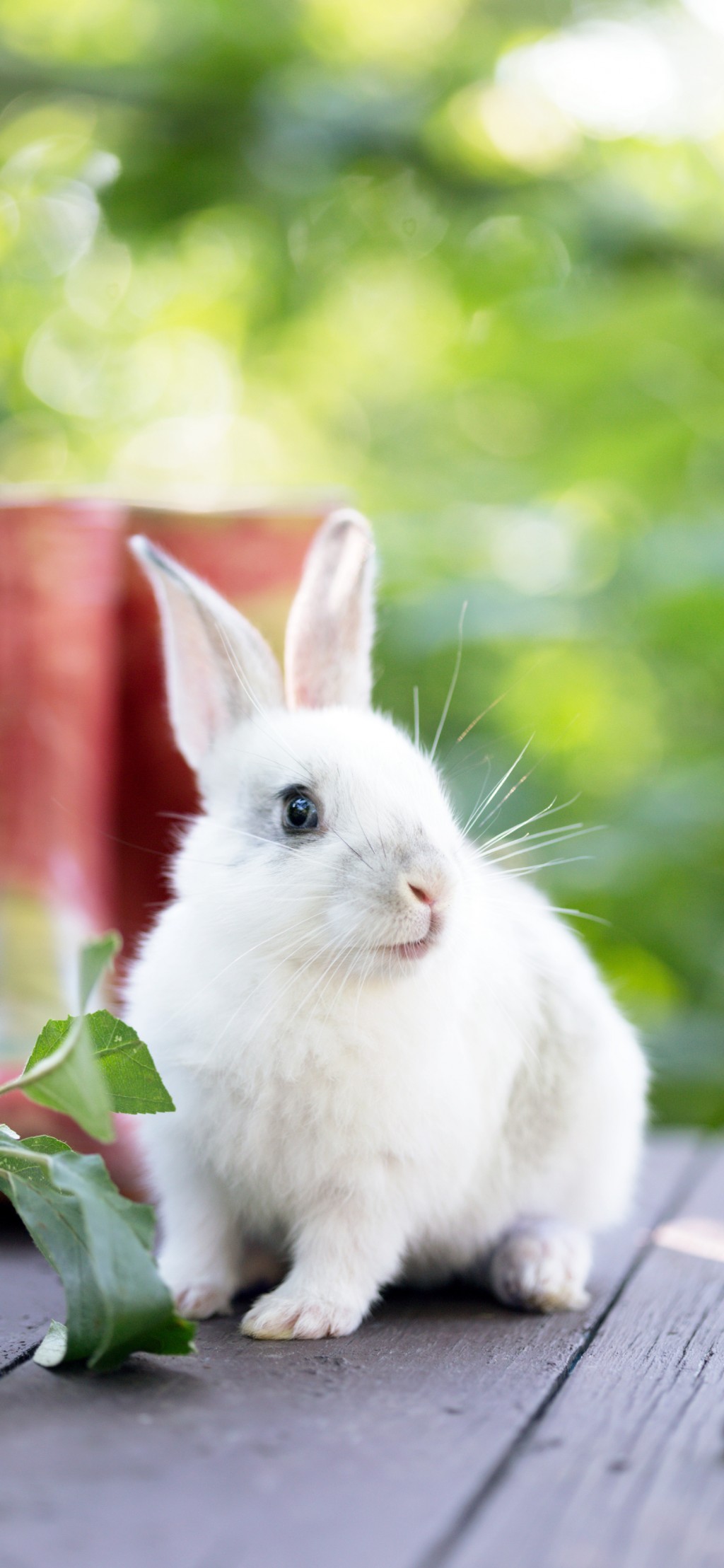 可爱兔兔高清手机壁纸