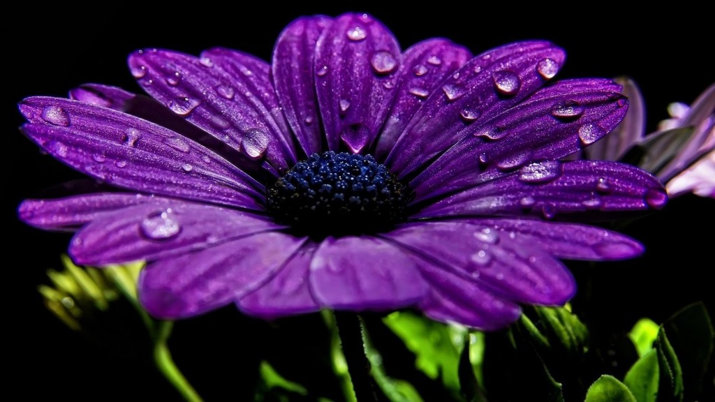 唯美花朵上的雨水