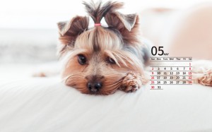2021年5月萌宠狗狗日历壁纸图片