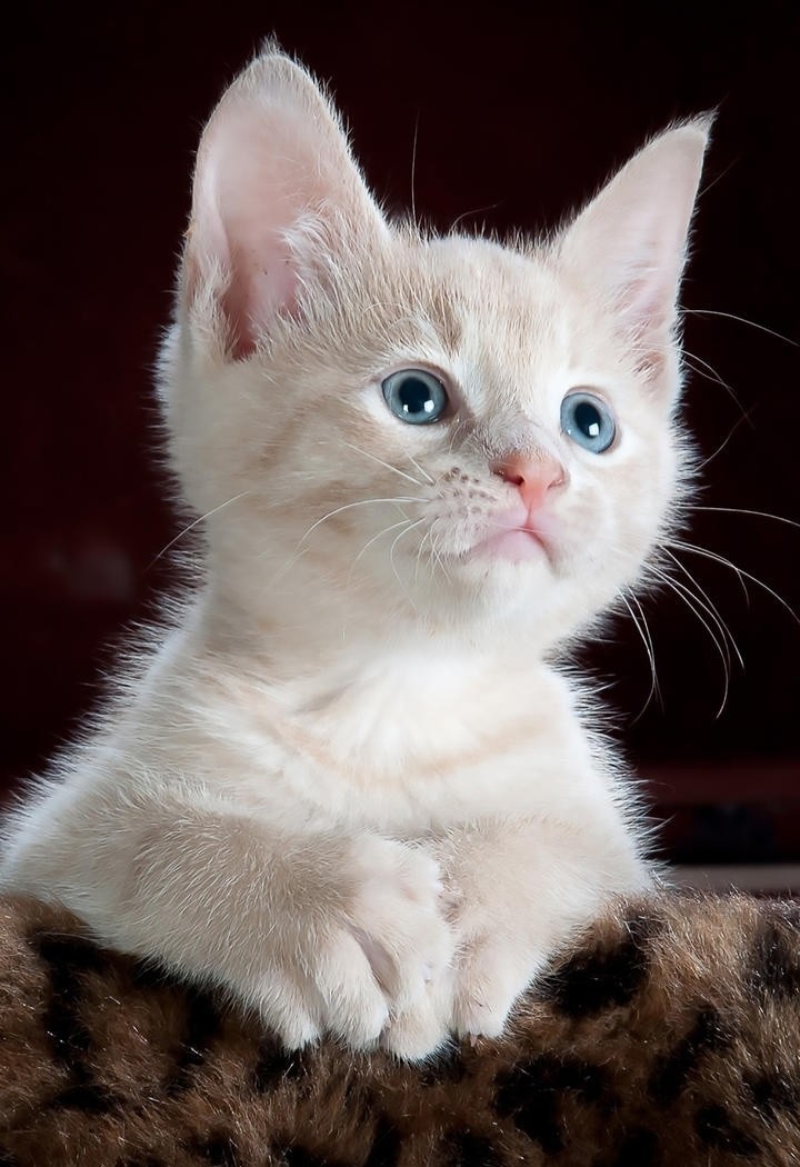 雪白的小猫咪图片