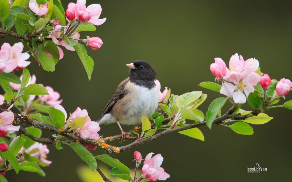 春暖花开可爱小鸟摄影图片