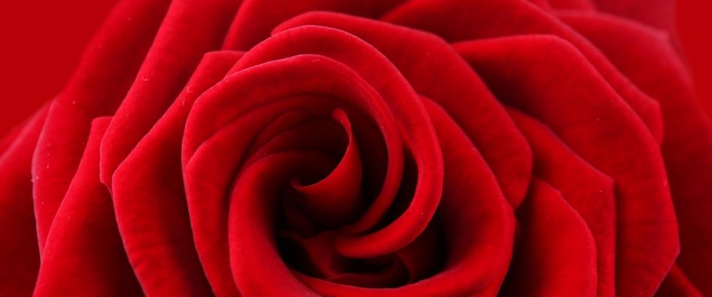 大红色玫瑰花壁纸