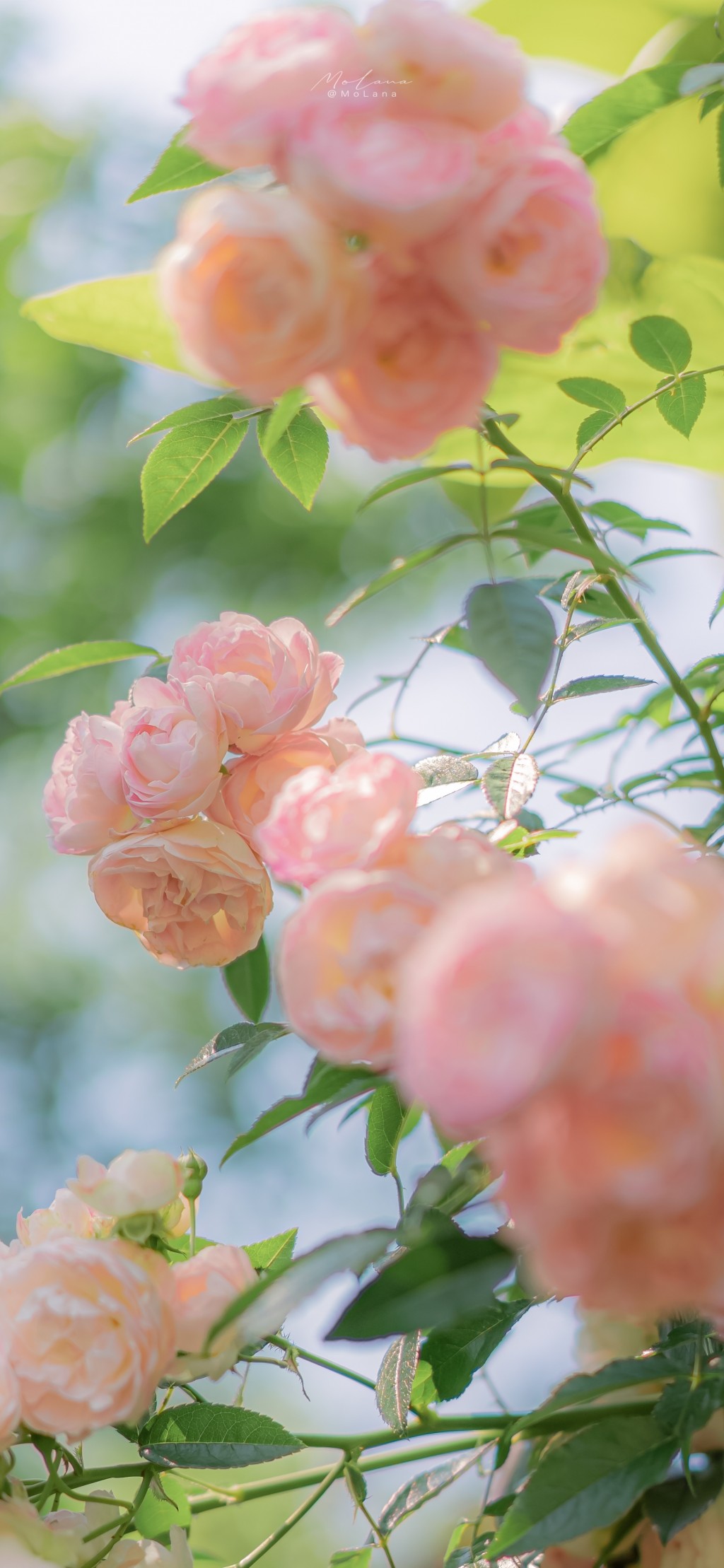 蔷薇花开清新手机壁纸