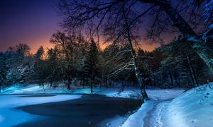 冬季,树林,雪,夜晚,风景图片