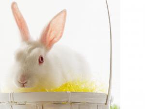 复活节可爱小白兔图片