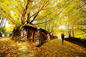 秋天的银杏村