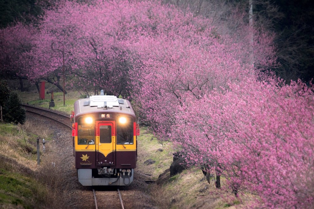日本桐生市火车与樱花唯美风景图片