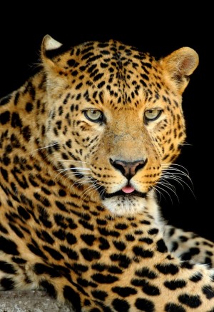 优秀的动物摄影豹子图片