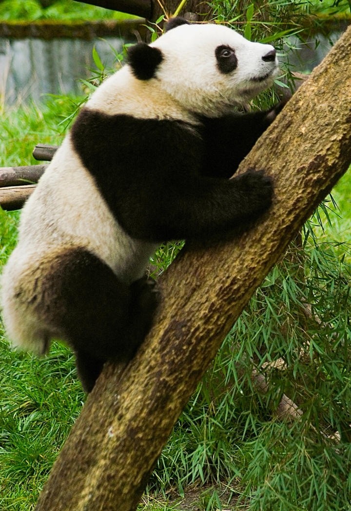 可爱的国宝大熊猫高清手机壁纸图片