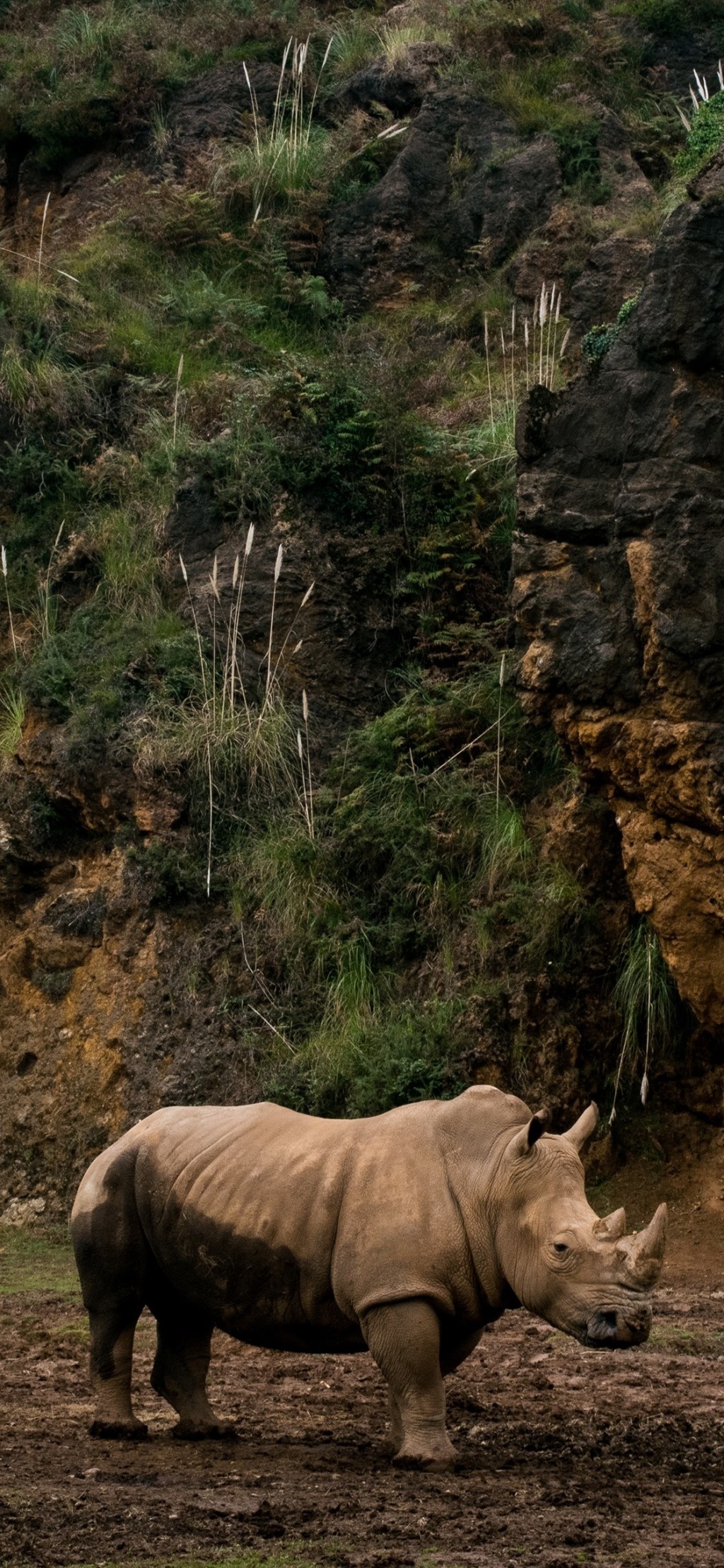 犀牛和谐自然手机壁纸