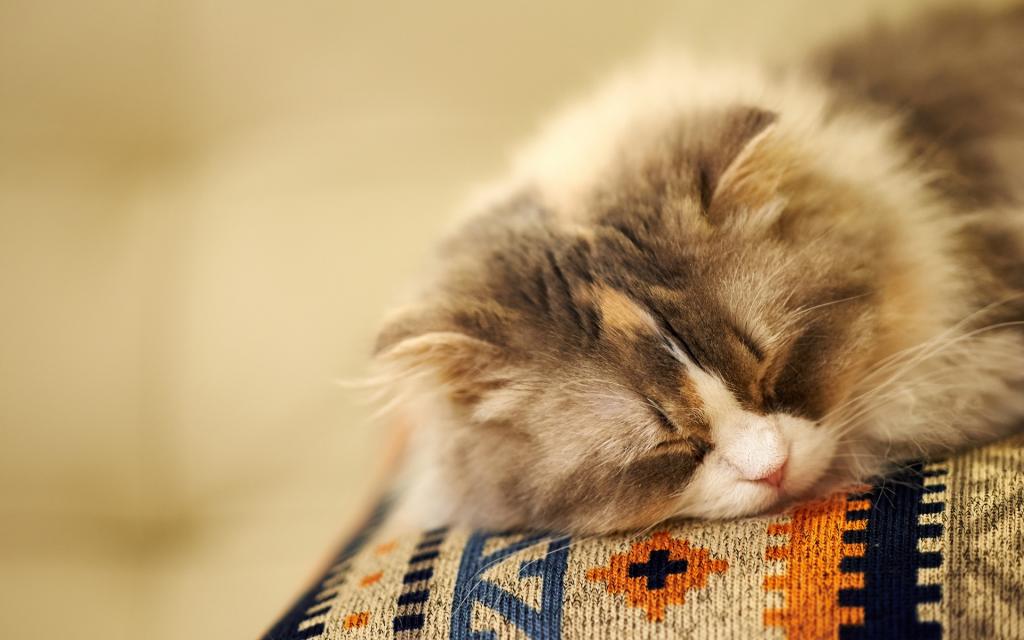 眯着眼睛酣睡的可爱小猫喵星人高清，桌面壁纸