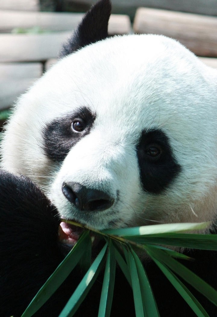 两只可爱动物大熊猫吃竹子图片