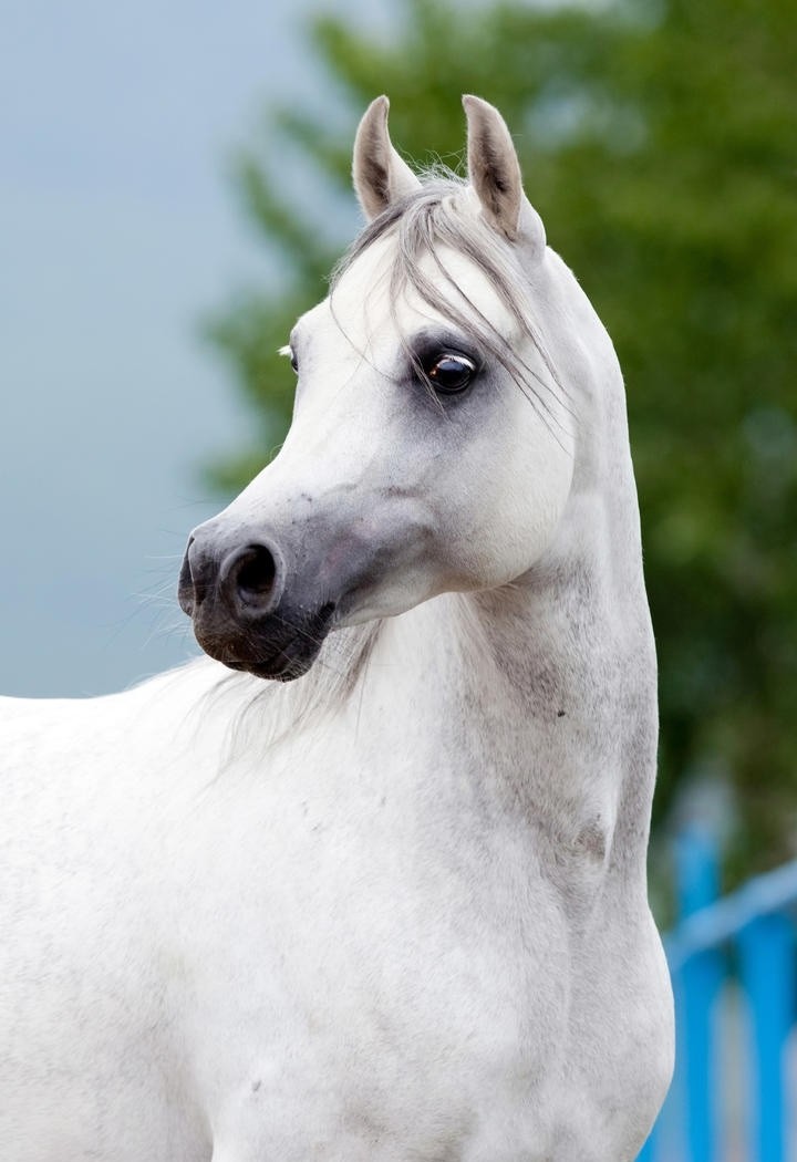 一头可爱的白色骏马飘逸的发型