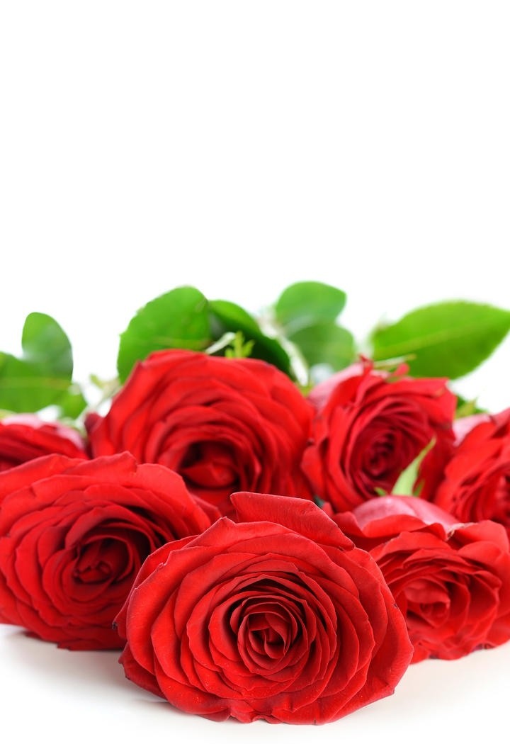群芳竞艳的玫瑰花盆图片