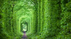 乌克兰 童话般的爱情隧道 绿树和铁路风景壁纸