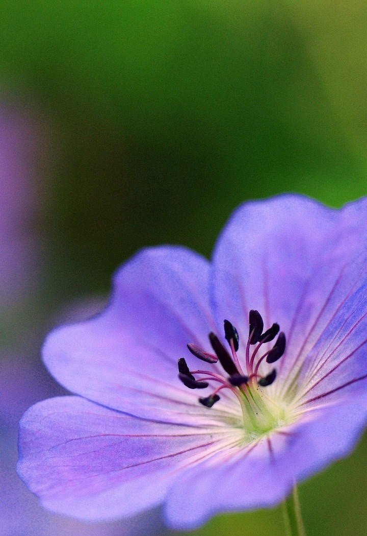 灿烂的紫色唯美鲜花图片