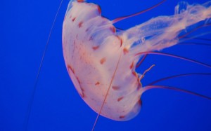浮游生物水母自然唯美壁纸