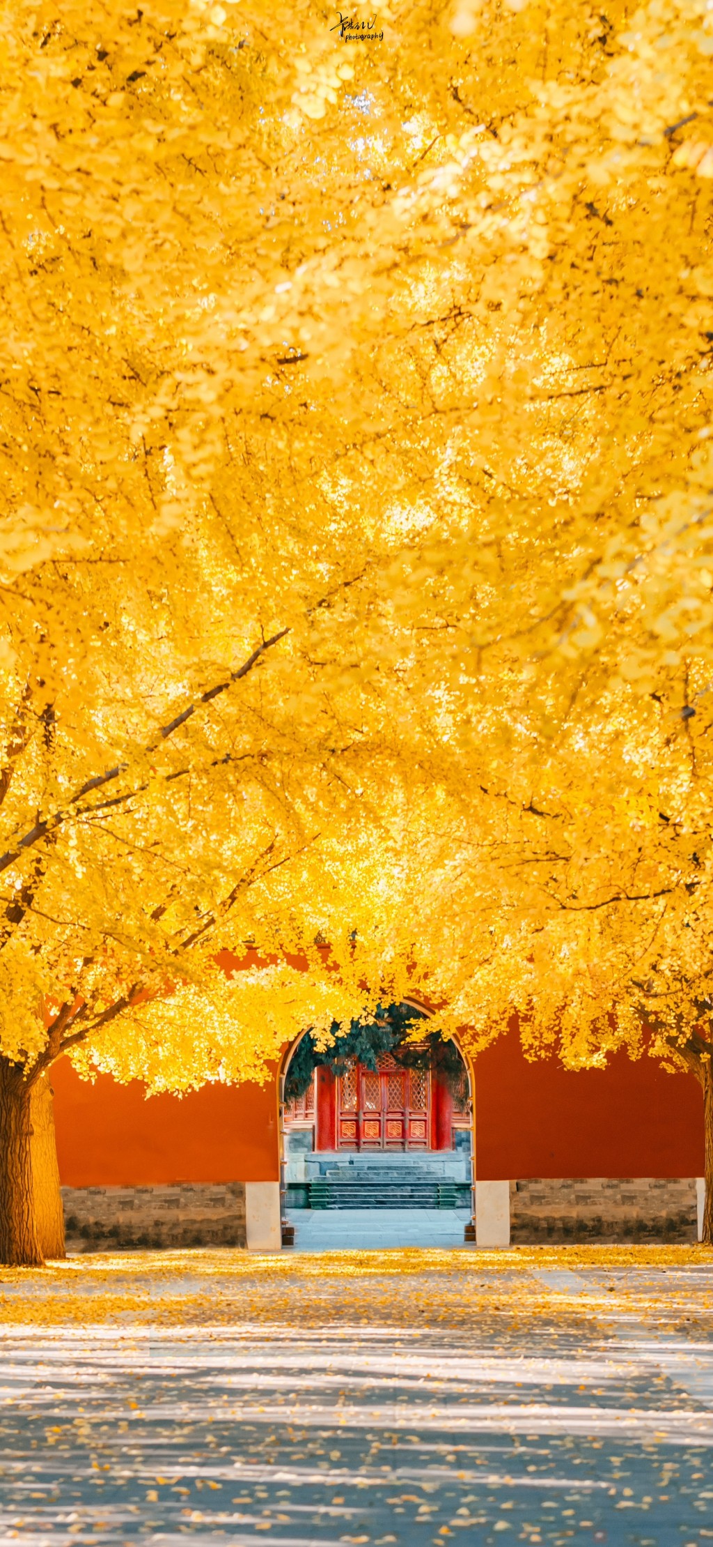 深秋银杏树黄色风景手机壁纸
