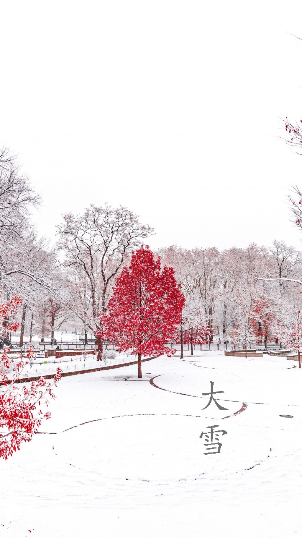大雪里的枫树