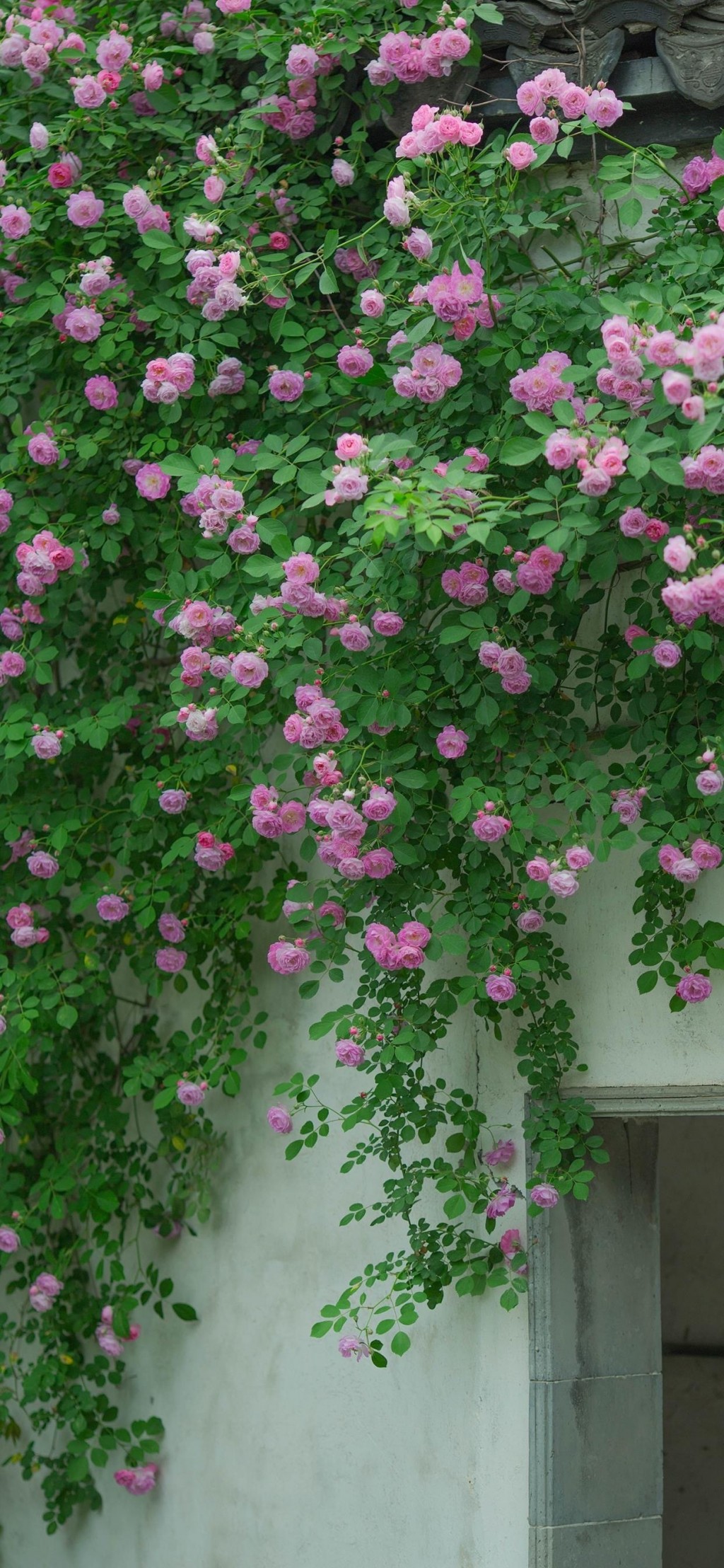 满园蔷薇清新手机壁纸