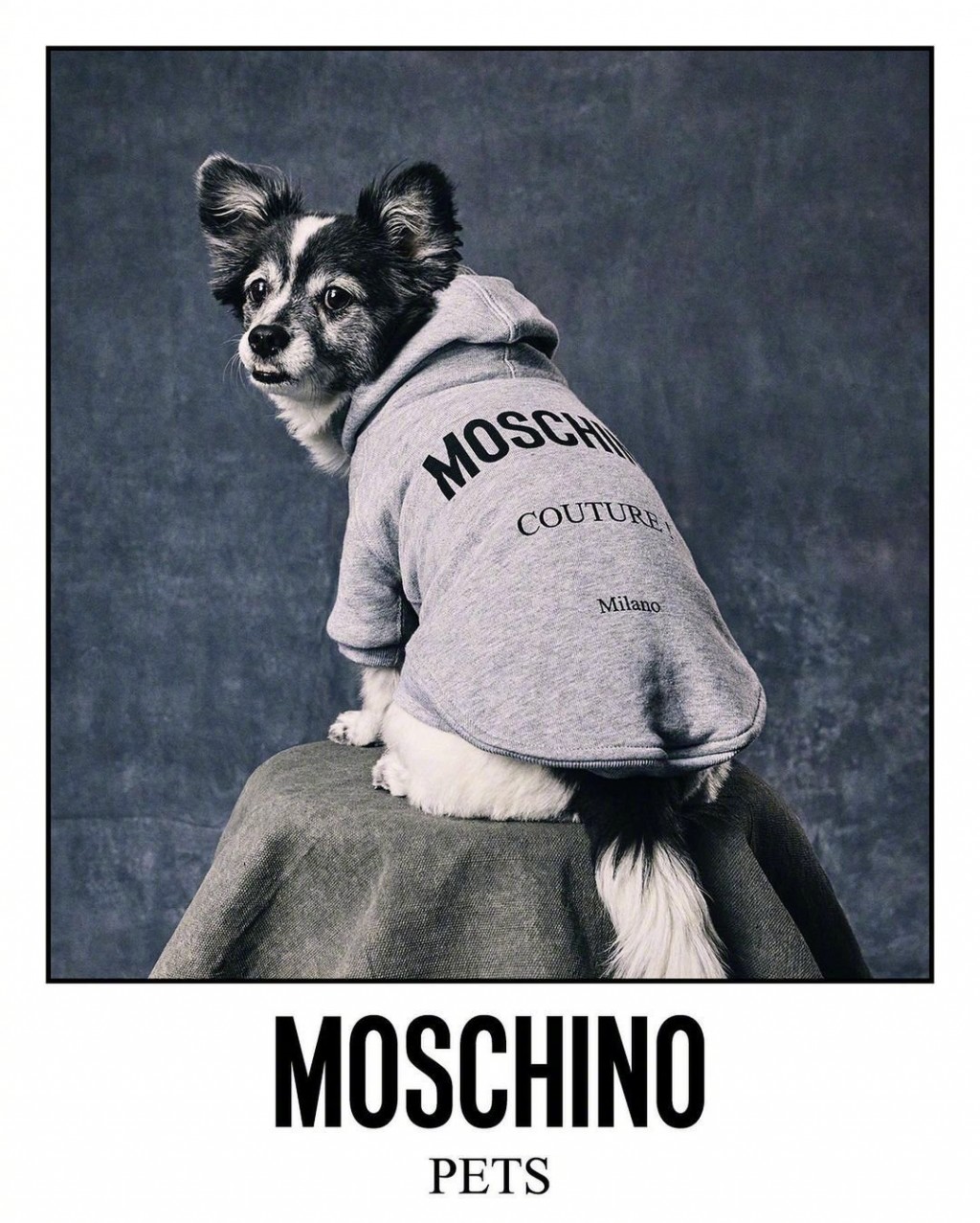 MOSCHINO宠物系列潮酷范儿可爱狗狗图片