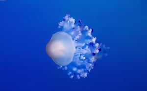 海洋中梦幻飘逸水母图片