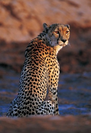野生动物豹子摄影图片