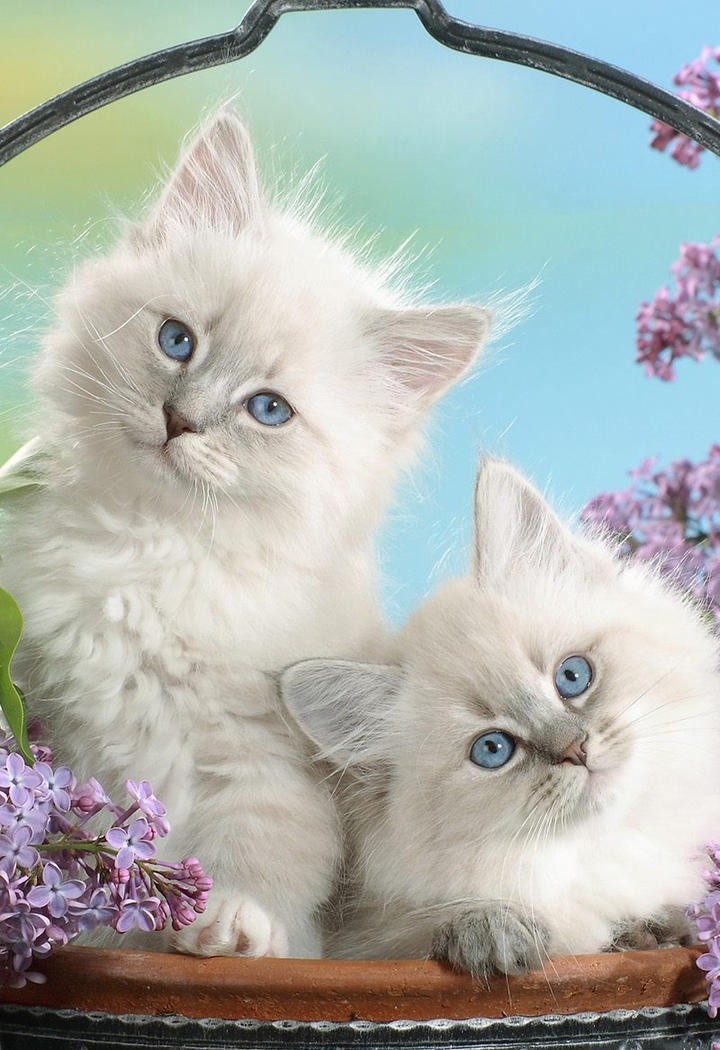 两只白色的波斯猫图片